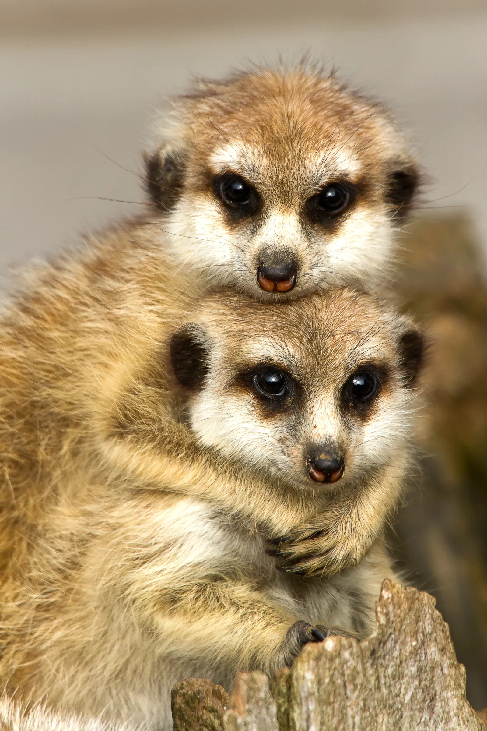 Bild einer Erdmännchen-Familie